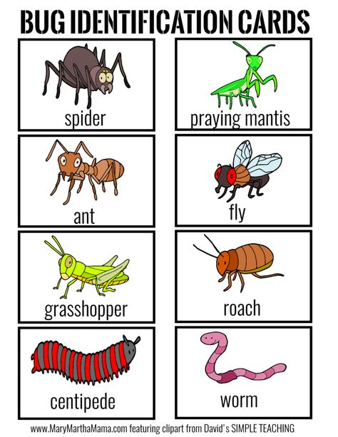 bug identification cards Insect Activities Preschool, Bugs And Insects Preschool, Bug Preschool, Insects Activities, Insect Study, Bug Identification, Daycare Curriculum, Bug Activities, Bug Hunt