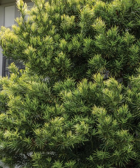 Drought-Tolerant Shrubs for the South - FineGardening Drought Tolerant Evergreens, Drought Tolerant Trees California, Arizona Patio, Drought Tolerant Trees, Drought Tolerant Shrubs, Small Trees For Garden, Shrubs For Privacy, Fine Gardening Magazine, Tall Shrubs