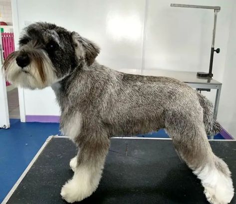 20 Best Schnauzer Haircuts for Dog Lovers - The Paws Schnauzer Haircuts, Cutest Haircuts, Schnauzer Haircut, Schnauzer Cut, Puppy Haircut, Black Schnauzer, Schnauzer Grooming, Poodle Haircut, Mini Schnauzer Puppies