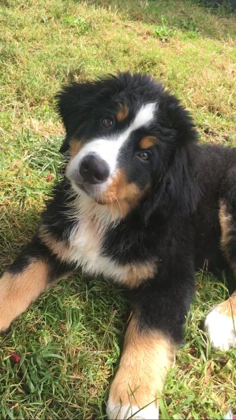 Burnese Mountain Dog, Burmese Mountain Dogs, Big Fluffy Dogs, Bernese Dog, Bernese Mountain Dog Puppy, Dog Mommy, Pretty Dogs, Best Dog Breeds, Fluffy Dogs