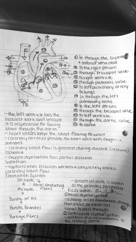 Nurse Study Notes Heart, Perfusion Nursing Notes, Heart Physiology Notes, Pre Nursing Student Studying, Notes On The Heart, Flow Of Blood Through The Heart, Blood Flow Through The Heart Mnemonic, Cardiac Nursing Notes, Heart Anatomy Studying