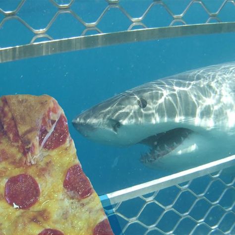 Pizza Planet, I Love Pizza, Fussy Eaters, Eat Pizza, Love Pizza, Pizza Pizza, Sharks, Taste Buds, Fish Pet