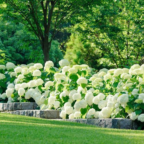 breathtaking Annabelle Hydrangea hedge Hydrangea Season, Hydrangea Landscaping, Annabelle Hydrangea, French Country Garden Decor, Country Garden Decor, French Country Garden, Hydrangea Garden, Luxury Garden, Traditional Landscape