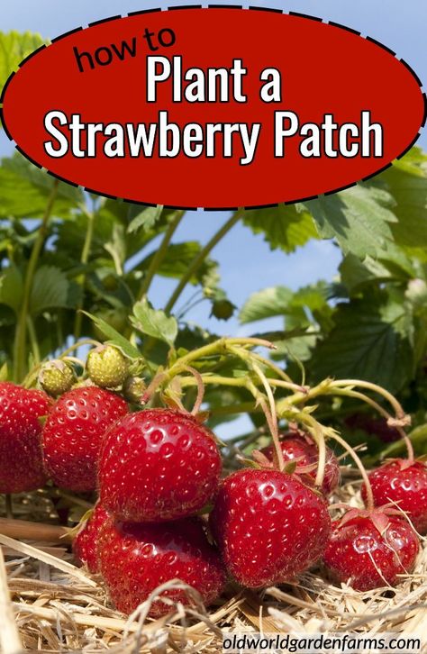 Garden Strawberries, Strawberry Garden, Growing Strawberries, Strawberry Patch, Magic Garden, Strawberry Plants, Starting A Garden, Veg Garden, Home Vegetable Garden