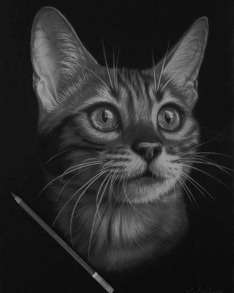 Realistic Cat Sketch, Charcoal Sketches Realistic, Movie Canvas Painting, Realistic Cat Drawing, Charcoal Artwork, Dragon Tattoo Ideas, Pencil Drawing Images, Abstract Pencil Drawings, Animal Tattoo Ideas