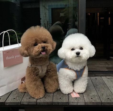 Toy Poodle Haircut, Anjing Poodle, Cute Animal Tattoos, Poodle Haircut, Bichon Dog, Poddle, Bichon Frise Puppy, Poodle Toy, Puppies Cute