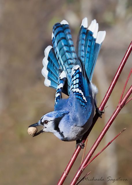 Blue Jay, Blue Bird, Jay, Red, Blue, White