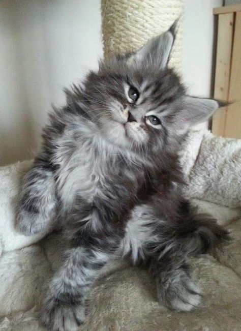 Adorable long haired tabby kitten. Train Cats, Cats Poses, Training Cats, Pallas Cats, Maine Coone, How To Cat, Cats Photos, Tabby Cats, Tabby Kitten