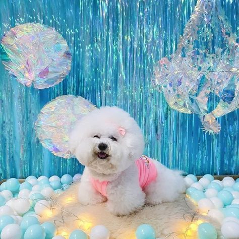 Dog Grooming Photo Backdrop, Pet Photo Booth Ideas, Dog Photo Backdrop, Dog House Backdrop, Dog House Photo Booth, Pet Photography Props Backdrops, Dog Birthday Photoshoot, Pet Store Ideas, Event Photo Booth