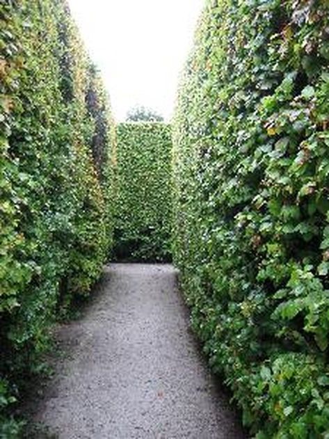 The best type of evergreen privacy hedge is a dense barrier to sight, sound and wind, fast-growing to the height you want it to reach and low-maintenance. Most evergreens used for hedging meet these criteria, although there are poor choices, too. Avoid holly with prickly leaves if you have pets or... Backyard Privacy Trees, Ligustrum Hedge, Evergreen Privacy Hedge, Pnw Plants, Privet Hedge, Landscaping Shrubs, Shrubs For Privacy, Evergreen Hedge, Privacy Hedge