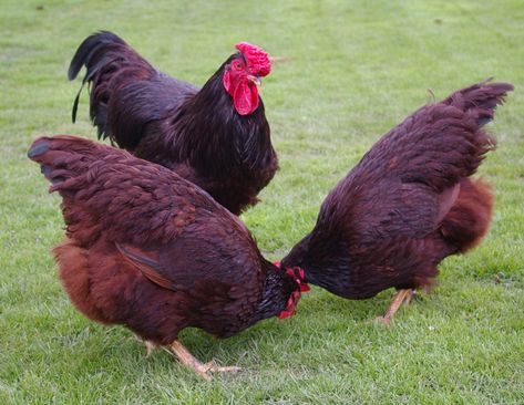 Top 10 Best Backyard Chicken Breeds | BackYard Chickens - Learn How to Raise Chickens Laying Hens Breeds, Backyard Chicken Run, Hen Breeds, Island Chicken, Rhode Island Red Hen, Sebastopol Geese, Rhode Island Red Chickens, Chicken Backyard, Broody Hen