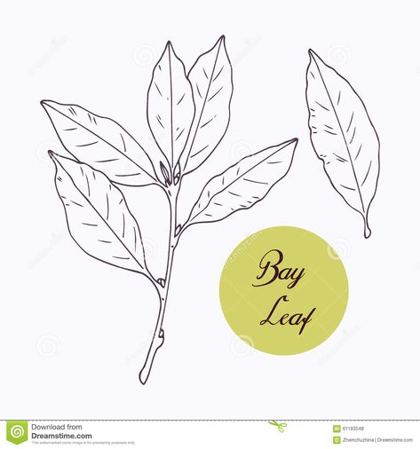 Bay Leaf Tattoo, Herbs Doodle, Techno Tattoo, Garden Sketches, Flower Flash, Paper Art Tutorial, Leaves Sketch, Leaves Doodle, Tattoos To Cover Scars