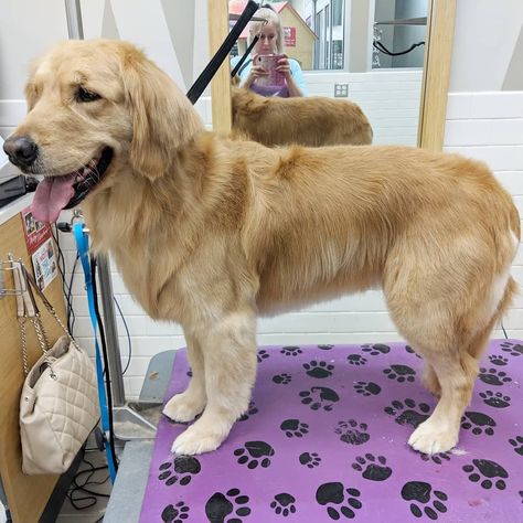 Golden retriever Short Golden Retriever Haircut, Groomed Golden Retriever, Golden Retriever Summer Cut, Golden Retriever Summer Haircut, Golden Retriever Haircut Styles, Golden Retriever Grooming Styles, Navy Haircut, Golden Retriever Haircut, Cream Retriever