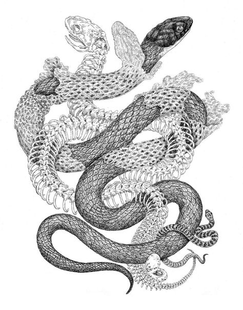 Entwined Snakes drawing art Snake Illustration, Snake Shedding, Snake Drawing, Snake Tattoos, Snake Tattoo Design, Snake Art, Snake Tattoo, Scientific Illustration, Art Japonais