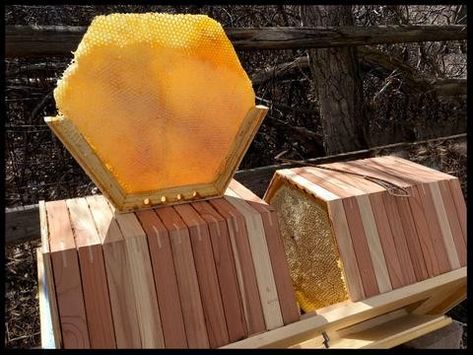 Natural Beekeeping, Top Bar Hive, Bee Hive Plans, Raising Bees, Bee Supplies, Beekeeping Equipment, Bee Stuff, Bee Farm, Bee Hives