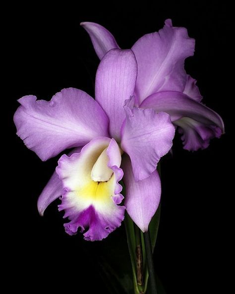 Purple Flower Names, Small Purple Flowers, Cattleya Orchid, Unusual Flowers, Purple Orchids, Beautiful Orchids, Rare Flowers, Most Beautiful Flowers, Sugar Flowers