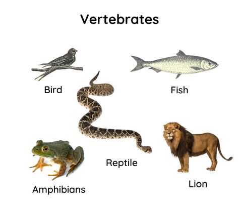 Vertebrate And Invertebrate Animals, Vertebrates Animals, Types Of Vertebrates, Animals Meaning, Eagle Facts, Lion Facts, Vertebrates And Invertebrates, Animal Meanings, Korean Photo