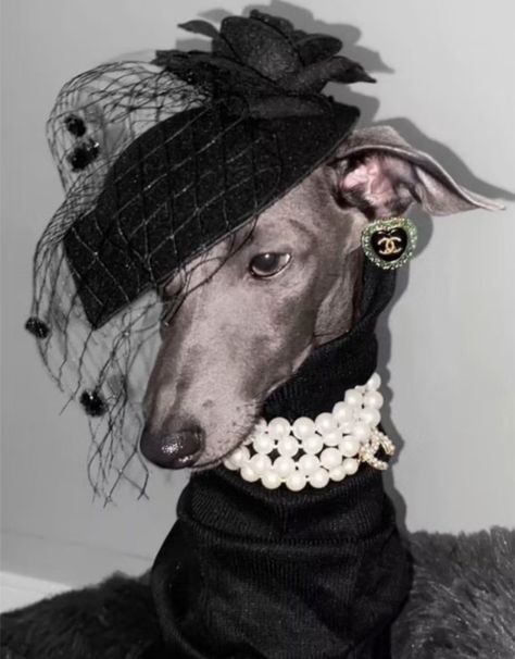 Grey Hound Dog, Animal Hats, Silly Dogs, Pretty Animals, Dog Blog, Silly Animals, Italian Greyhound, Animal Fashion, Whippet