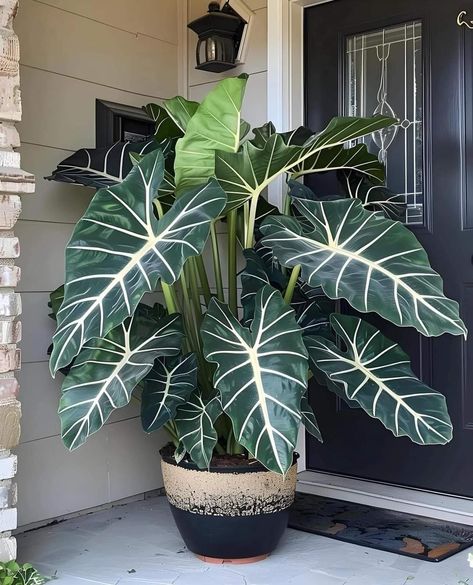 Large House Plants Indoor, Large House Plants, Big Indoor Plants, Buying Food, Tropical Landscape Design, Alocasia Plant, Indoor Pots, Valley Of Flowers, Philodendron Plant