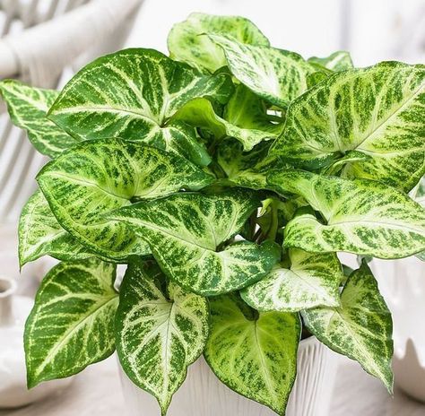 Arrowhead Vine, Common House Plants, Low Light House Plants, Easy Indoor Plants, Indoor Plants Low Light, Houseplants Low Light, Arrowhead Plant, Corn Plant, Inside Plants