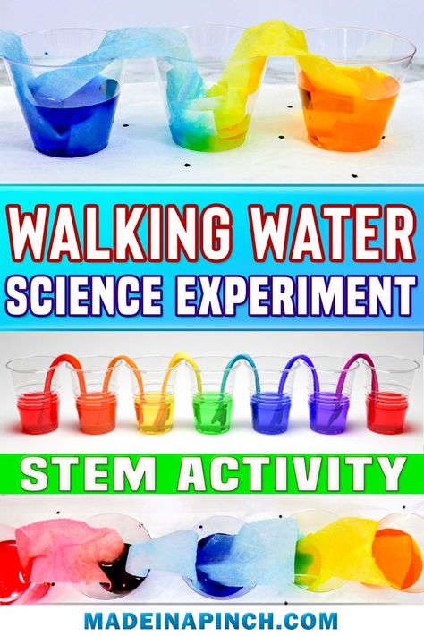 Easy Rainbow Walking Water Experiment For Kids! Do you want your kids to do science experiments and learn about the world around them but don’t want to deal with the mess or the hassle? Here is the perfect solution: a walking water experiment.  #stemactivites #scienceexperimentsforkids #homeschoolscience #funactivitesforkids #homeschooltips World Water Day Activities For Preschool, Walking Rainbow Experiment, Walking Water Science Experiment, Walking Water Experiment, Water Experiments For Kids, Water Science Experiments, Water Study, Walking Water, Water Experiments