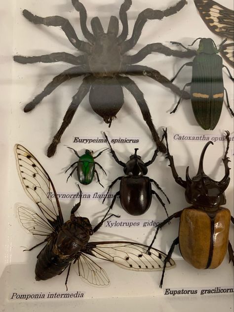 Terrarium Bugs, Pinned Insects Display, Pinned Bugs, Insect Pinning, Entomology Aesthetic, Bug Taxidermy, Wet Specimen, Insect Taxidermy, Bug Collection