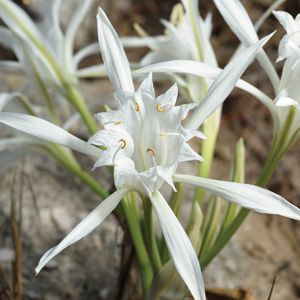 SEA DAFFODIL Sea Daffodil, Compost Bucket, Plants Under Trees, Cocos Island, Lilac Tree, Daffodil Flower, Pea Pods, Grow Bags, Remote Island