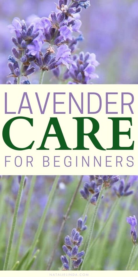 Learn how to plant and grow lavender in your garden! Lavender is a low-maintenance perennial that looks beautiful in a pot or in the front and backyard. Get the care tips to grow this drought-tolerant plant in your home. Lavender Care Plants Tips, How To Care For Lavender Plants Outdoors, Growing Lavender In Pots, How To Grow Lavender, Lavender Potted Plant, Lavender Plant Care, Munstead Lavender, Lavender Care, Grow Lavender