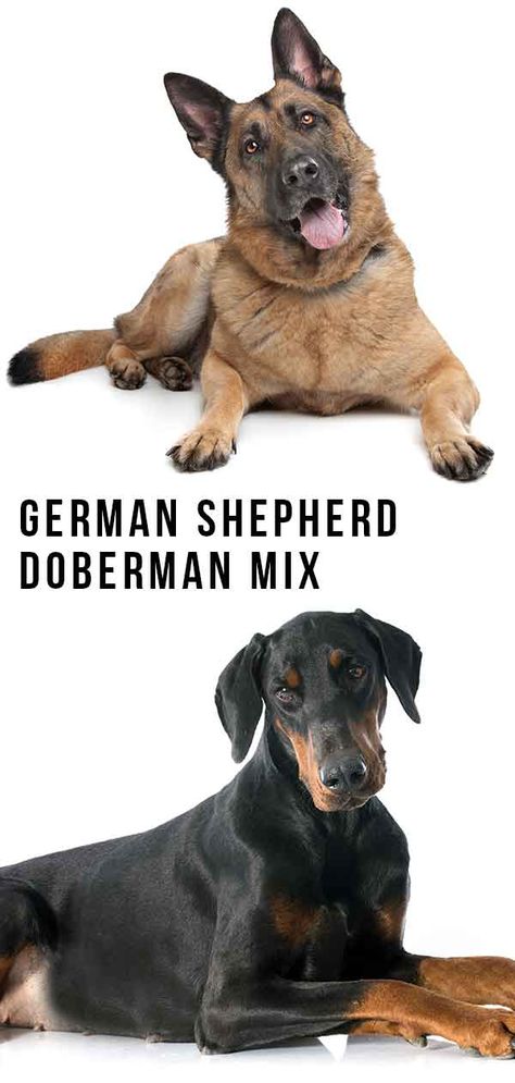 German Shepherd Doberman Mix – Great Guard Dog or Family Pet? Doberman German Shepherd, German Shepherd Doberman, Doodle Breeds, Types Of Puppies, Doberman Shepherd, Doberman Mix, German Shepherd Mix, Guard Dog, Purebred Dogs