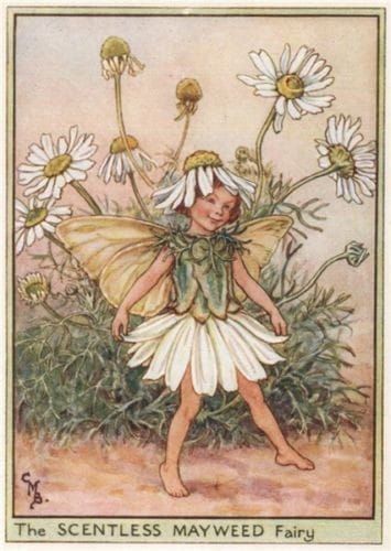 Whimsical Illustrations For the young at Heart | Scentless Mayweed Fairy by Cicely Mary Barker | Facebook Fairy Pictures, Fairy Artwork, Cicely Mary Barker, Fairies Elves, Vintage Fairies, Fairy Magic, Flower Fairies, Fairytale Art, Beautiful Fairies