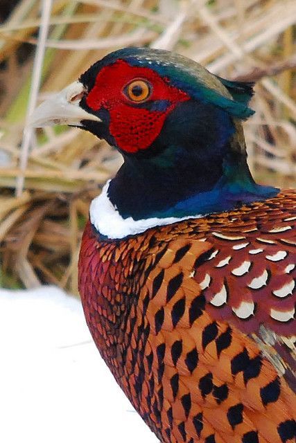 Chinese Ringneck Pheasant. Get his feather pattern and colors as a shoulder piece - instead of leopard print. Pheasant Pictures, Pheasant Photos, Ring Necked Pheasant, Pheasant Hunting, Bird Hunting, Game Birds, Nature Birds, Exotic Birds, Pretty Birds