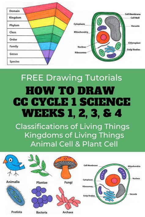 CC Cycle 1 Science Weeks 1-4 - Drawing Tutorials - Free Coloring Pages - Free Download Cc Cycle 1 Tutor, Cc Cycle 1 Foundations, Cc Cycle 3 Week 1, Cc Cycle 1 Week 1, Classical Conversations Cycle 1, Cc Drawing, Cc Cycle 1, Classical Homeschooling, Cc Foundations