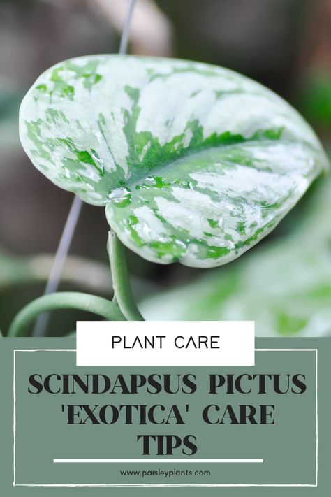 Scindapsus Exotica, Scindapsus Pictus Exotica, Houseplant Collection, Scindapsus Pictus, Silver Plant, Plant Lights, Scale Insects, Trailing Plants, Liquid Fertilizer