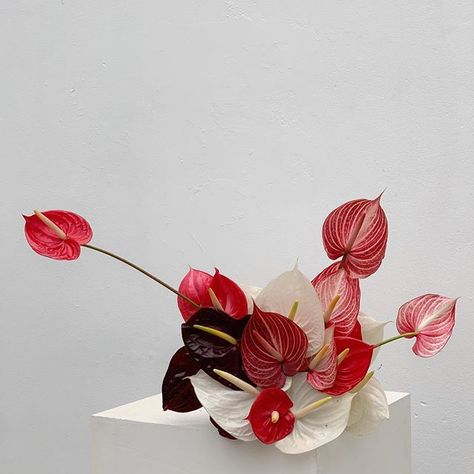 Anthurium Arrangement, Sogetsu Ikebana, Anthurium Flower, Flower Installation, Flower Therapy, Vase Arrangements, Deco Floral, Wedding Arrangements, Arte Floral