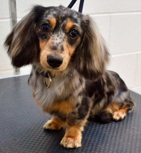 Henry - Long Haired Miniature Dachshund Tri Merle Dachshund Long Hair, Long Haired Dachshund Grooming, Long Hair Dachshund Grooming, Long Haired Dashound, Long Hair Dashhound, Mini Long Haired Dachshund, Dachshund Long Haired, Long Haired Miniature Dachshund, Dapple Dachshund Puppy