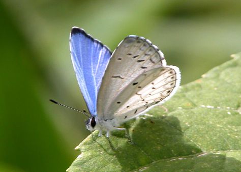 Summer Azure (Celastrina neglecta) 2.3 - 2.9 cm Eastern North America Summer Azure Butterfly, Azure Butterfly, Butterfly Chrysalis, Types Of Butterflies, Cool Facts, Pretty Cups, Butterfly Garden, Dragonflies, Maryland