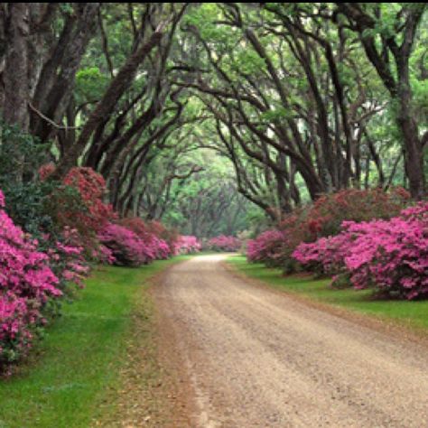 Long Drive Way With Trees, Roads Wallpaper, Roads Quotes, Forest Highway, Highway Photography, Roads Photography, Nature Quotes Trees, Farm Entrance, Walk Idea