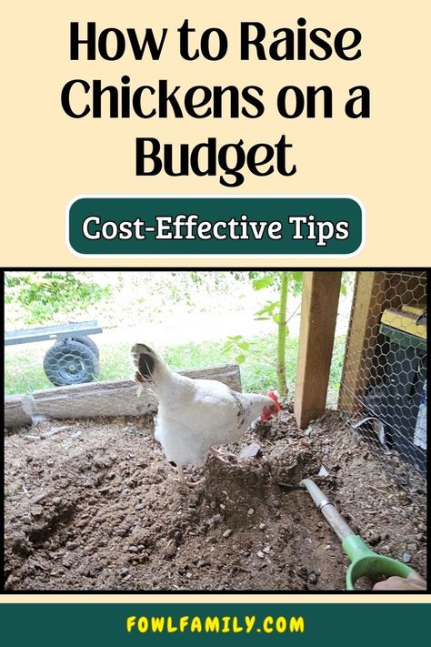 How to Raise Chickens on a Budget How To Raise Chickens, Chicken Keeping, Budget Advice, Raise Chickens, Coop Design, Raising Backyard Chickens, Backyard Chickens, Saving Ideas, Baby Chicks