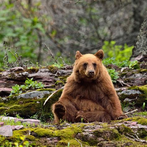 Asiatic Black Bear, Cinnamon Bear, Spectacled Bear, Bear Species, Cinnamon Bears, American Black Bear, Moon Bear, Sloth Bear, Bear Attack