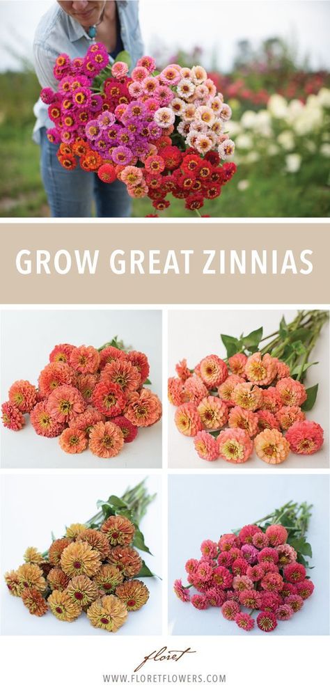 Zinnias are one of the easiest cut flowers to grow. These reliable, prolific blooms are a perfect crop for beginning gardeners and farmers. Zinnia Garden, Growing Cut Flowers, Cut Flower Farm, Zinnia Flowers, Cut Flower Garden, Flower Landscape, Growing Seeds, Garden Designs, Flowers Wallpaper