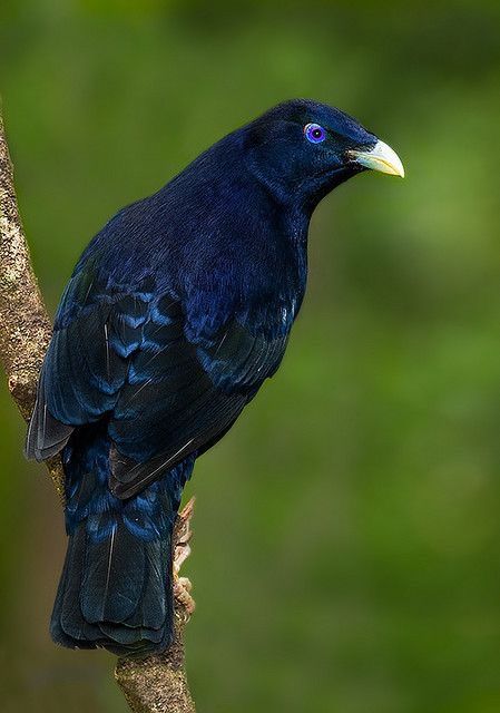 Satin Bowerbird, Bower Birds, Bower Bird, Birds Of Australia, Flowering Tree, North Queensland, Flying Birds, Australian Birds, Australian Animals