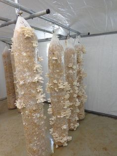 Mushroom Grow Room, Mushroom Culture, Grow Mushrooms, Growing Mushrooms At Home, Gardening Equipment, Mushroom Growing, Mushroom Cultivation, Garden Mushrooms, Vertical Farming