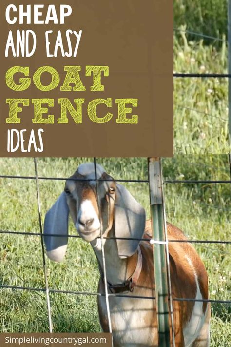 Cheap and easy goat fence ideas. Keep your goats happy and healthy with the right fencing! This article will help you choose affordable fencing options that make sure your goats remain safely enclosed. Don't forget to inspect and test your fence regularly for safety - your goats will thank you! Farm Animal Fence Ideas, Goat Panel Fence, Goat Fence Gate, Goat Fencing Cheap, Easy Goat Fencing, Cheap Goat Fence Ideas, Goat Fencing Ideas Diy, Goat Shed For Winter, Temporary Goat Fencing