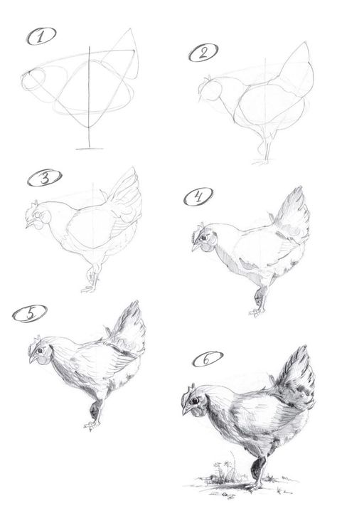 Drawing Of A Chicken, Draw A Chicken, Chicken Drawing, Nature Art Drawings, Nature Sketch, Object Drawing, Drawing Step, Art Drawings Sketches Pencil, Art Folder