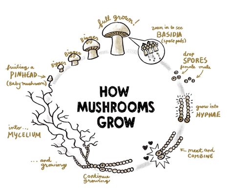 How to grow your own mushrooms | 1 Million Women Growing Mushrooms At Home, Mushroom Identification, Mushroom Growing, Mushroom Cultivation, Mushroom Fungi, Forest School, Mushroom Art, Nature Study, Nature Journal