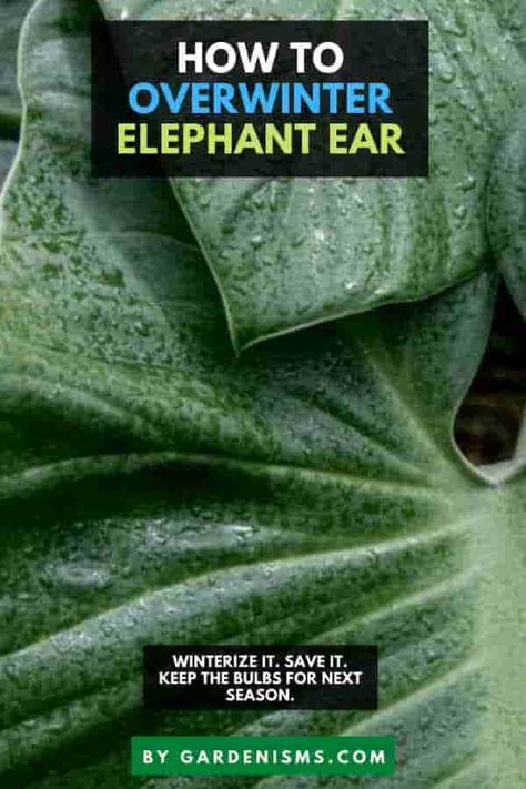 How to Overwinter Elephant Ears (Complete Guide) - Gardenisms How To Winterize Elephant Ears, How To Overwinter Elephant Ears, Elephant Ears Plants Landscaping, Elephant Ear Plant Indoor, Elephant Ears Garden, Elephant Ears Plants, Elephant Ear Flower, Elephant Ear Plant Care, Elephant Ear Bulbs