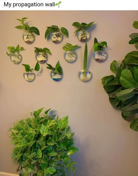 Propagation Wall, Living Room Plants Decor, Hanging Indoor Plants, Succulent Display, Hanging Terrarium, Living Room Plants, Plant Hacks, Hanging Vases, Trailing Plants