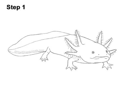 Drawings Of Axolotls, How To Draw Axolotl, Easy Axolotl Drawing, How To Draw An Axolotl Step By Step, Drawing Of Axolotl, Draw An Axolotl, Axolotl Line Art, Axolotl Drawing, View Drawing