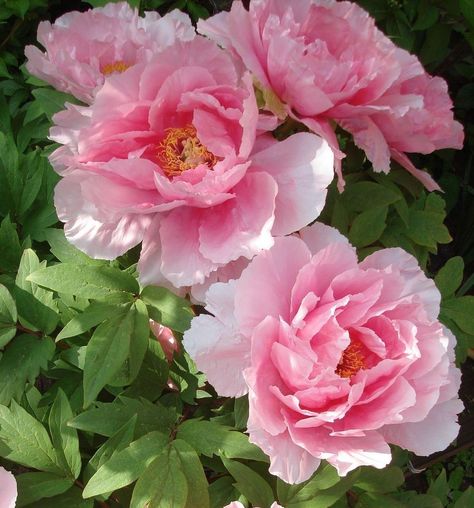 Peonies Field, Peony Flower Garden, Itoh Peonies, Planting Peonies, Peonies Garden, Bunch Of Flowers, Peony Flower, Botanical Flowers, Ceramic Flowers