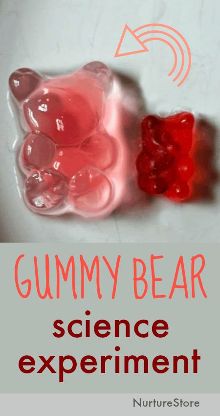 Let’s use gummy bears for a sweet science experiment and learn how osmosis works.     Growing gummy bears science experiment to show osmosis In this simple science experiment using candy, we’re using gummy bears to show osmosis. This gummy bear science lesson: :: introduces children to the scientific method :: invites them to make … Gummy Bear Science Experiment, Gummy Bear Experiment, Candy Science Experiments, Science Experiments Kids Elementary, Science Experiments Kids Easy, Candy Science, Science Experience, Science Experiment For Kids, Experiment For Kids